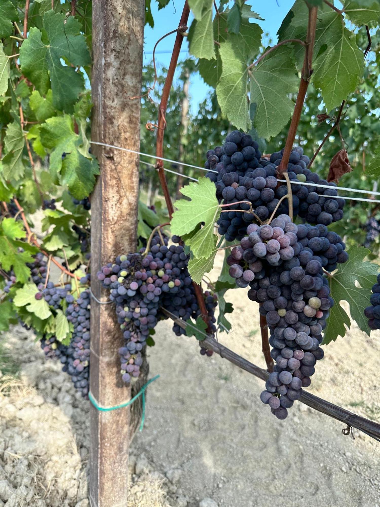 Вілла Just Langhe Casa Barolo Новело Екстер'єр фото